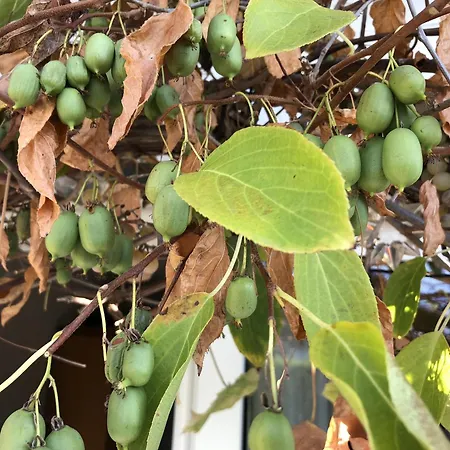 דירה Bel Art Atelier Mit Grossem Parkplatz חאן