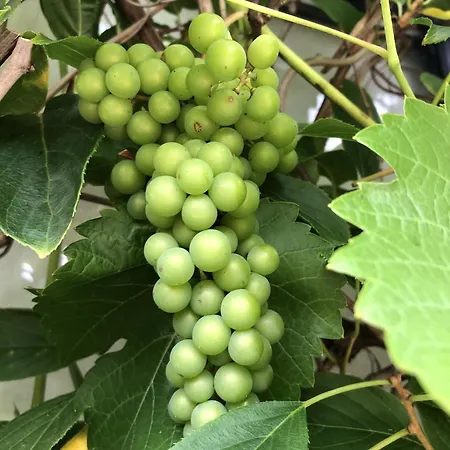 Bel Art Atelier Mit Grossem Parkplatz * חאן